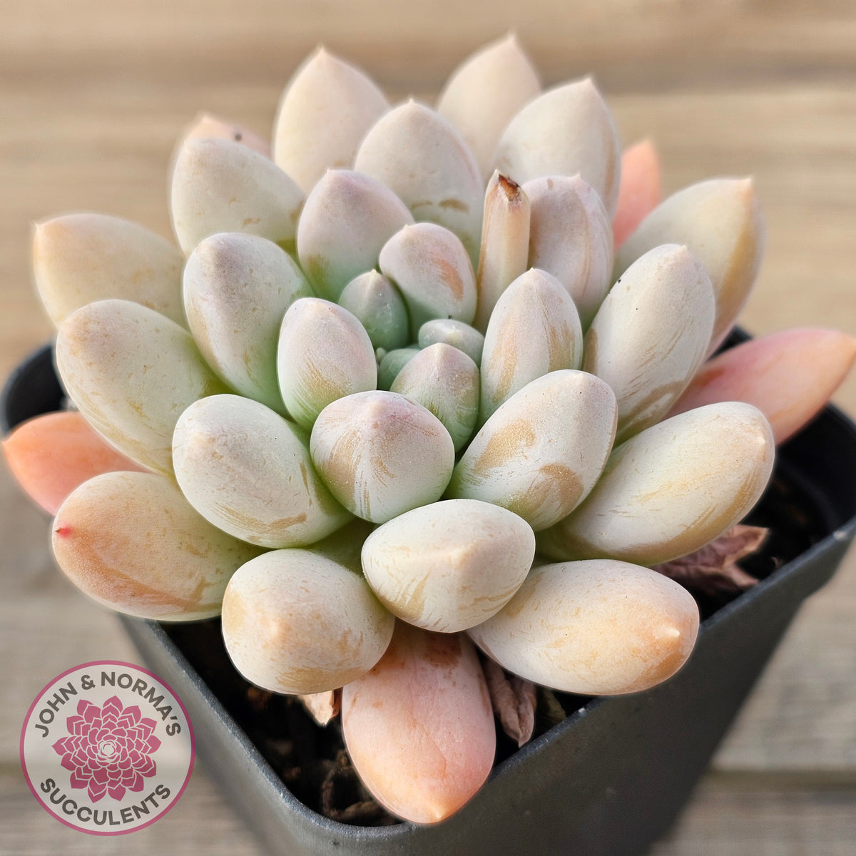 Pachyveria 'Purple Rain'
