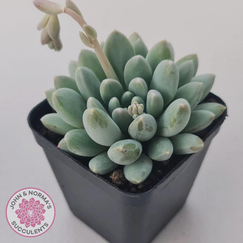 Pachyveria 'Purple Rain' - John & Norma's Succulents Australia