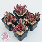 Pachyveria 'Red Banana'