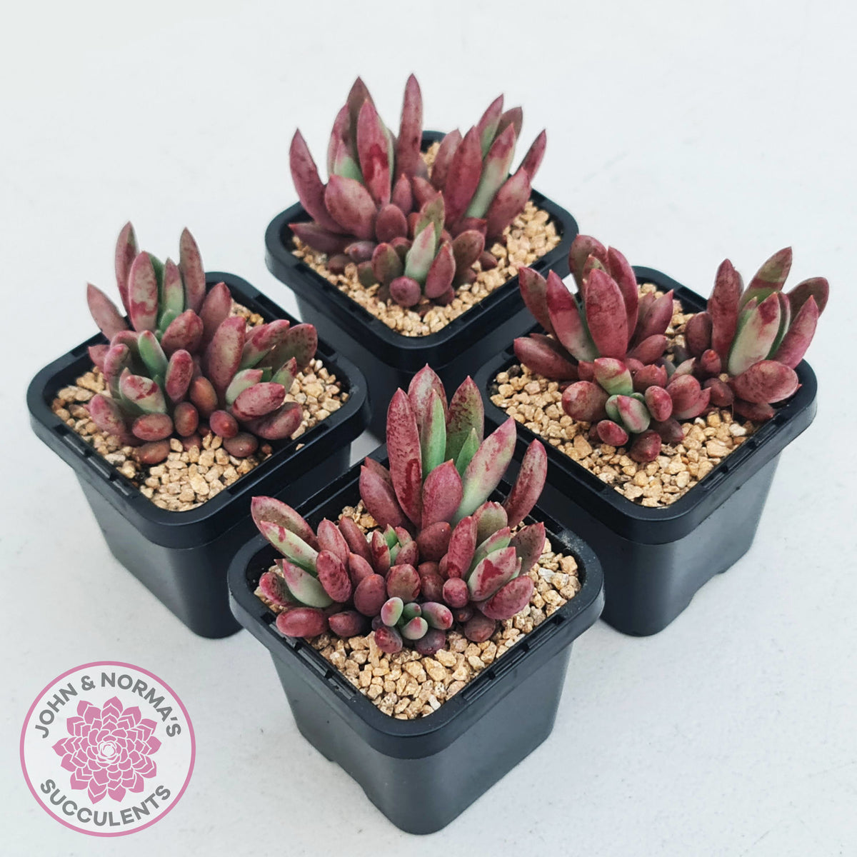 Pachyveria 'Red Banana'