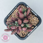 Pachyveria 'Red Banana'
