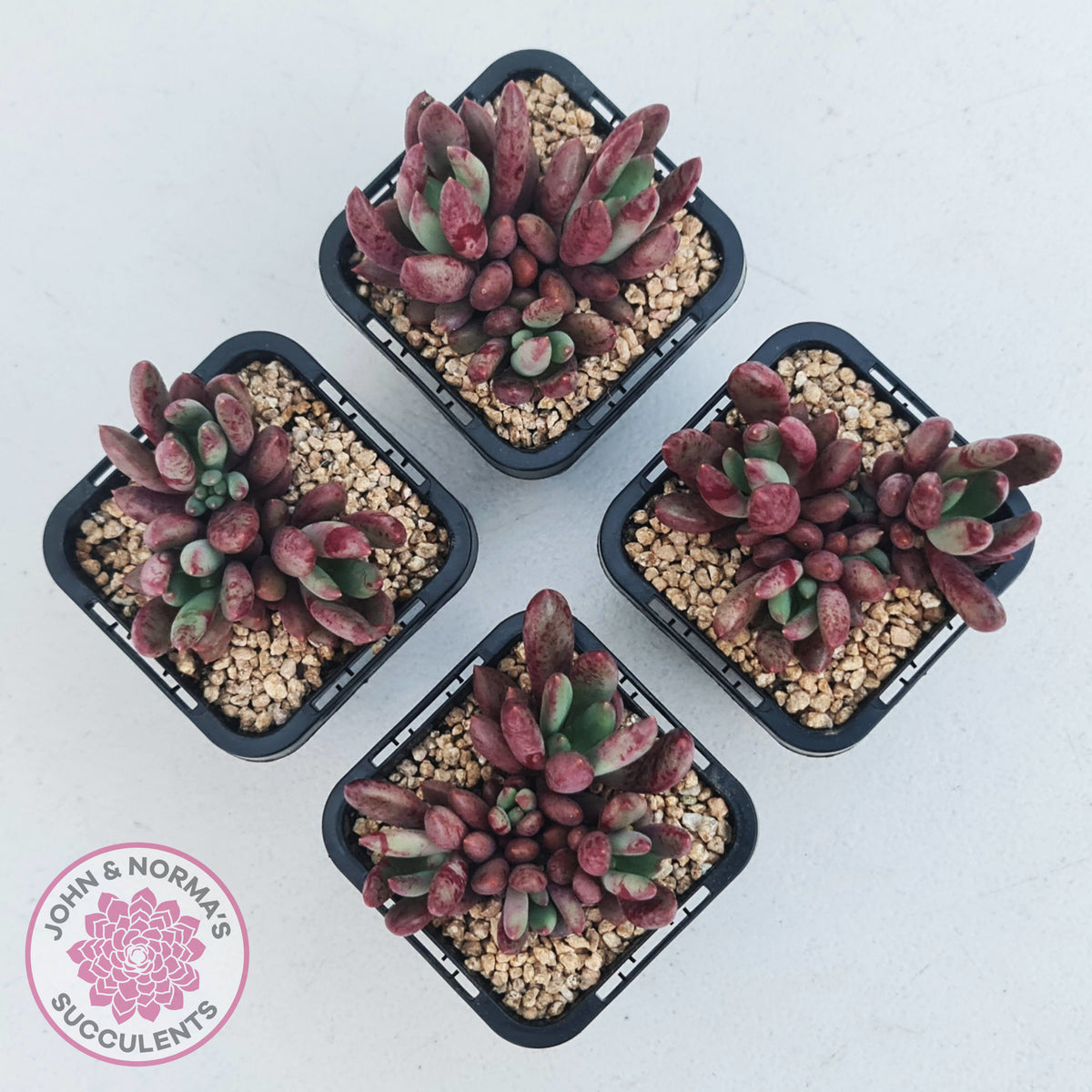 Pachyveria 'Red Banana'