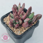 Pachyveria 'Red Banana'
