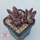 Pachyveria 'Red Banana'