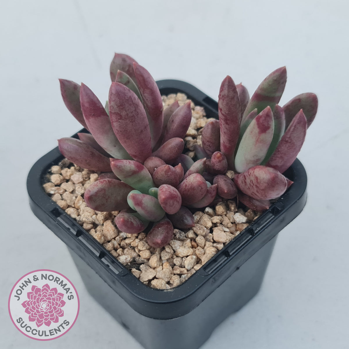 Pachyveria 'Red Banana'