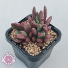 Pachyveria 'Red Banana'