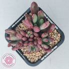 Pachyveria 'Red Banana'