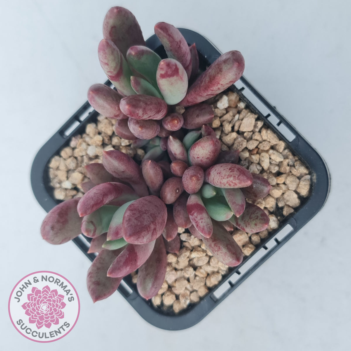 Pachyveria 'Red Banana'