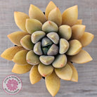 Pachyveria Rough
