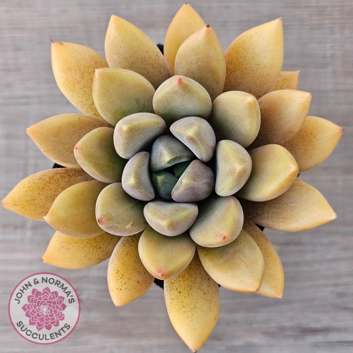 Pachyveria Rough