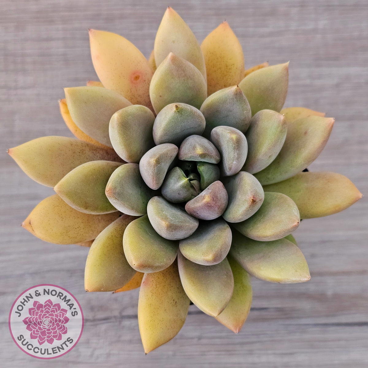 Pachyveria Rough