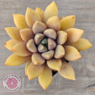 Pachyveria Rough