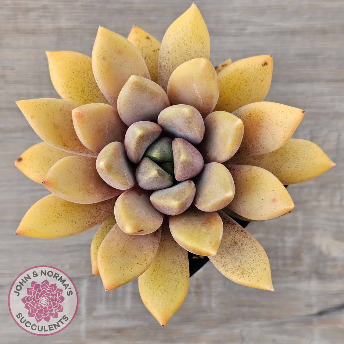 Pachyveria Rough