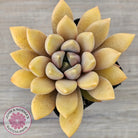 Pachyveria Rough