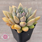 Pachyveria Rough