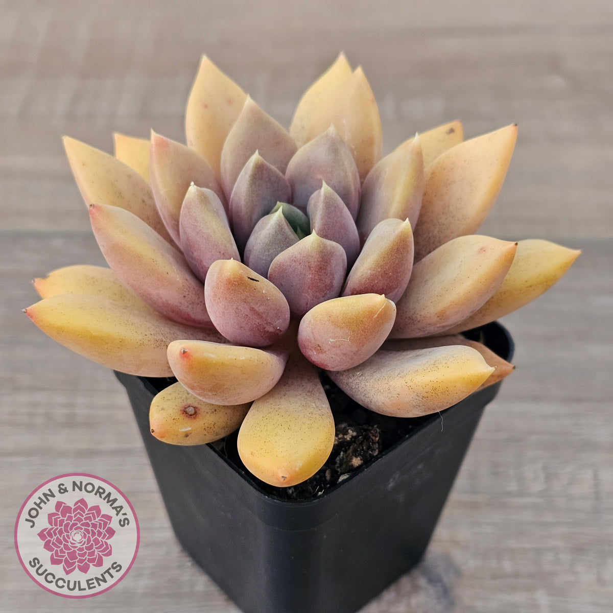 Pachyveria Rough