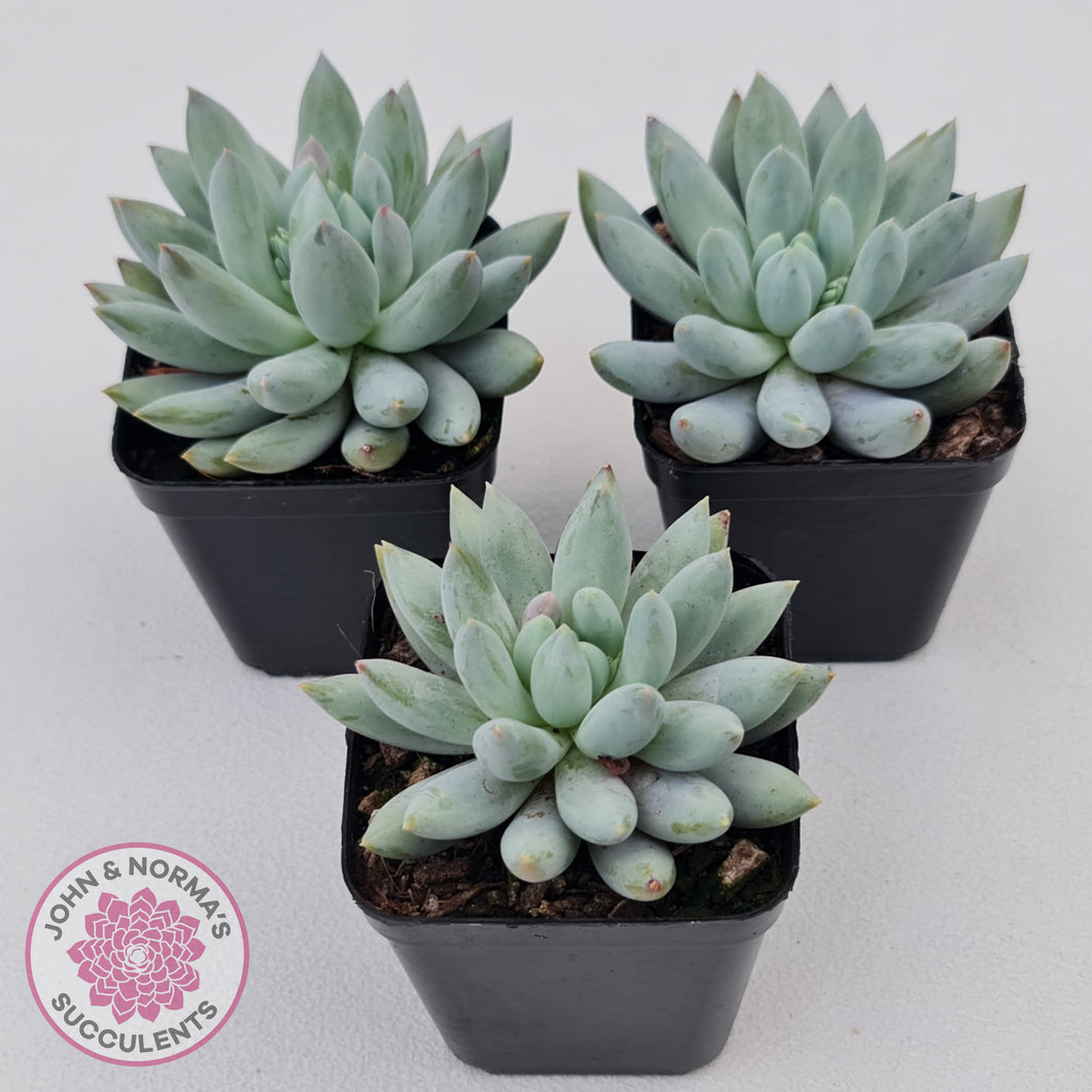 Pachyveria Snow Finger