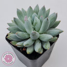 Pachyveria Snow Finger