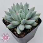 Pachyveria Snow Finger
