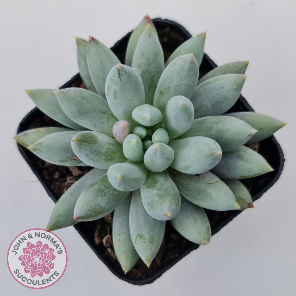 Pachyveria Snow Finger