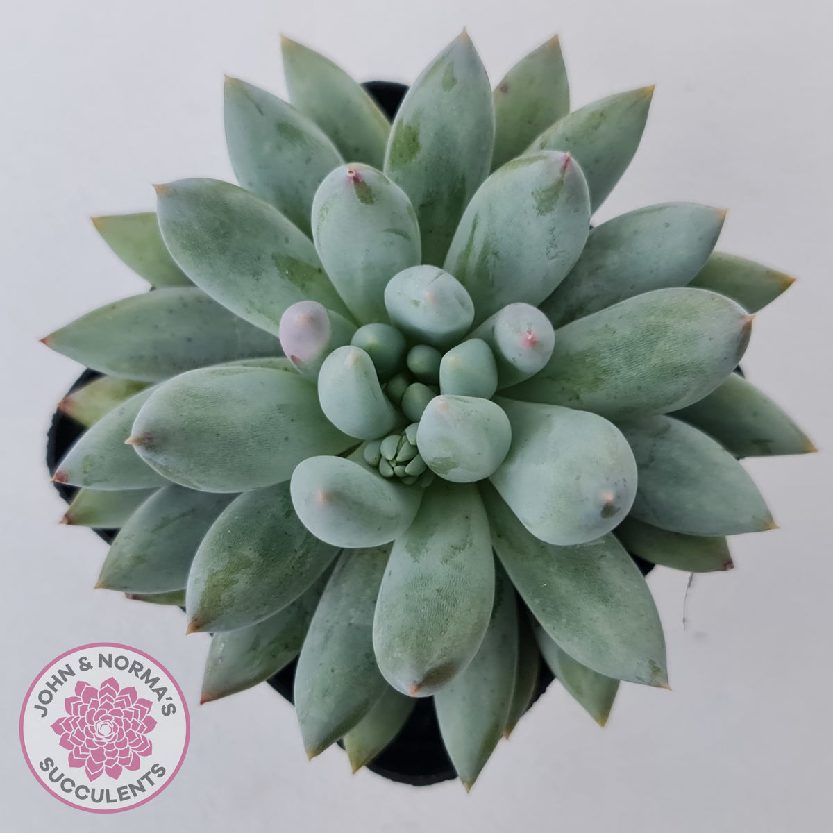 Pachyveria Snow Finger