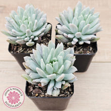 Load image into Gallery viewer, Pachyveria scheideckeri Silk Variegata
