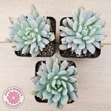 Load image into Gallery viewer, Pachyveria scheideckeri Silk Variegata
