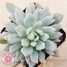 Load image into Gallery viewer, Pachyveria scheideckeri Silk Variegata
