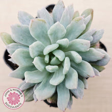 Load image into Gallery viewer, Pachyveria scheideckeri Silk Variegata
