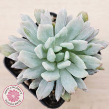 Load image into Gallery viewer, Pachyveria scheideckeri Silk Variegata

