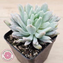 Load image into Gallery viewer, Pachyveria scheideckeri Silk Variegata
