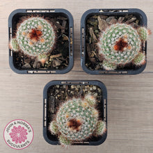 Load image into Gallery viewer, Parodia Scopa Var. Splendens
