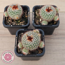 Load image into Gallery viewer, Parodia Scopa Var. Splendens
