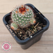 Load image into Gallery viewer, Parodia Scopa Var. Splendens
