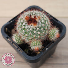 Load image into Gallery viewer, Parodia Scopa Var. Splendens
