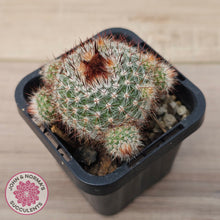 Load image into Gallery viewer, Parodia Scopa Var. Splendens
