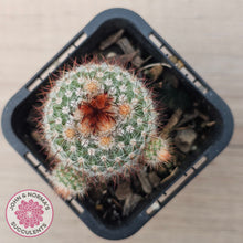 Load image into Gallery viewer, Parodia Scopa Var. Splendens
