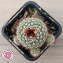 Load image into Gallery viewer, Parodia Scopa Var. Splendens
