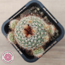 Load image into Gallery viewer, Parodia Scopa Var. Splendens
