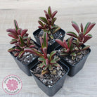 Peperomia graveolens'Ruby Glow'