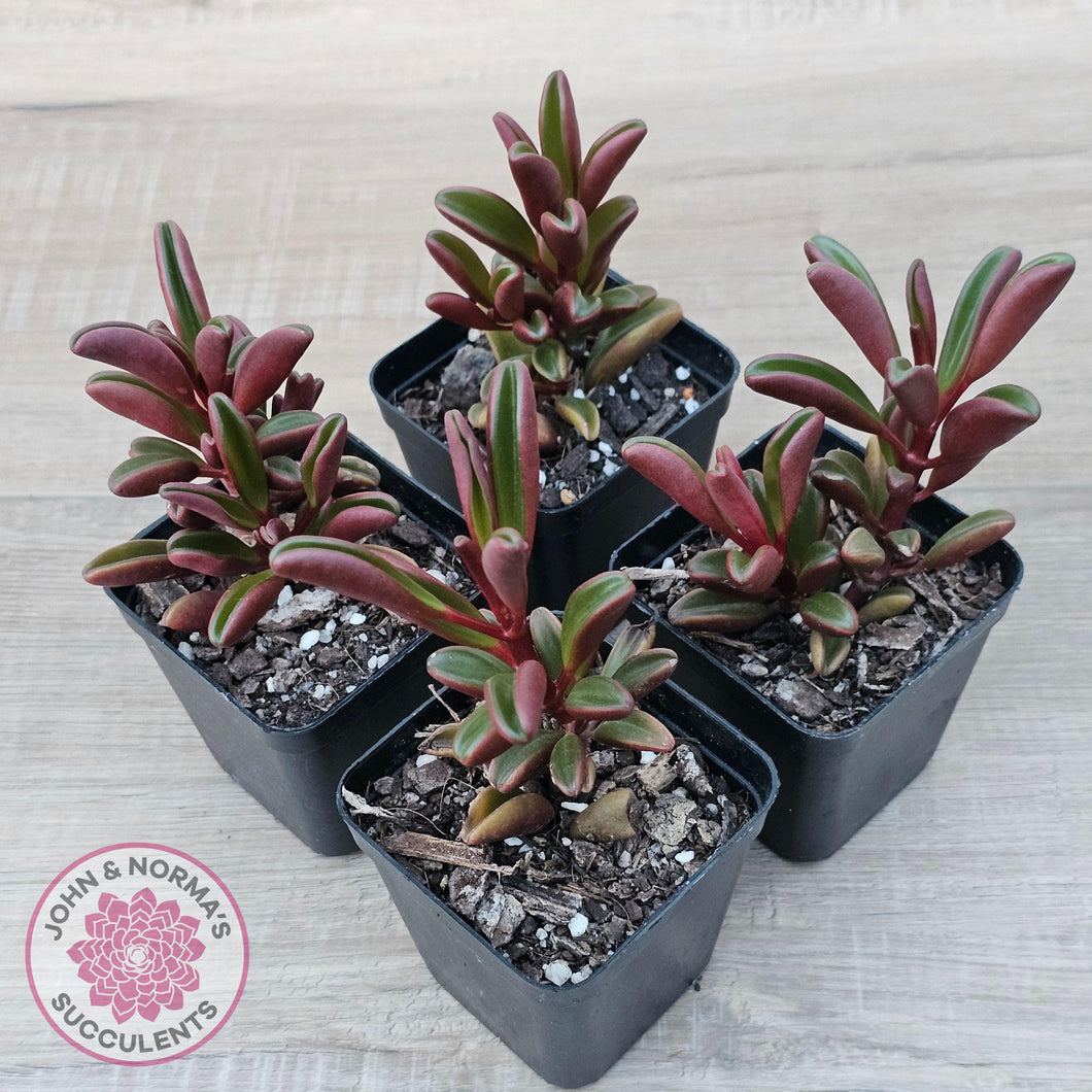 Peperomia graveolens'Ruby Glow' - John & Norma's Succulents Australia