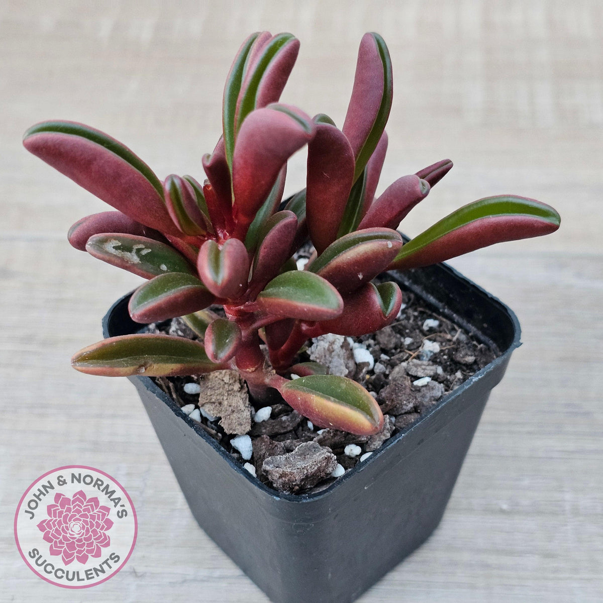 Peperomia graveolens'Ruby Glow'