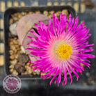 Pleiospilos nellii 'Royal Flush'
