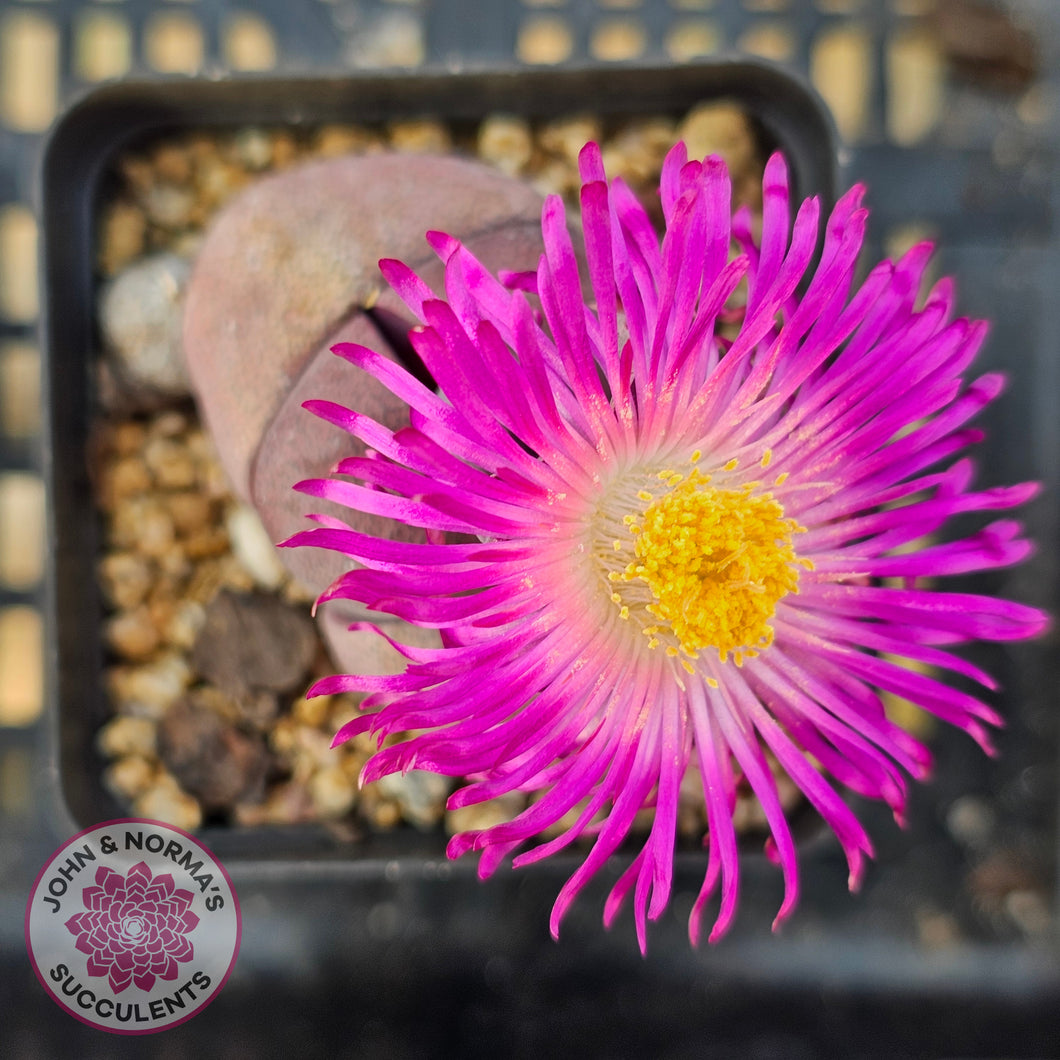 Pleiospilos nellii 'Royal Flush'