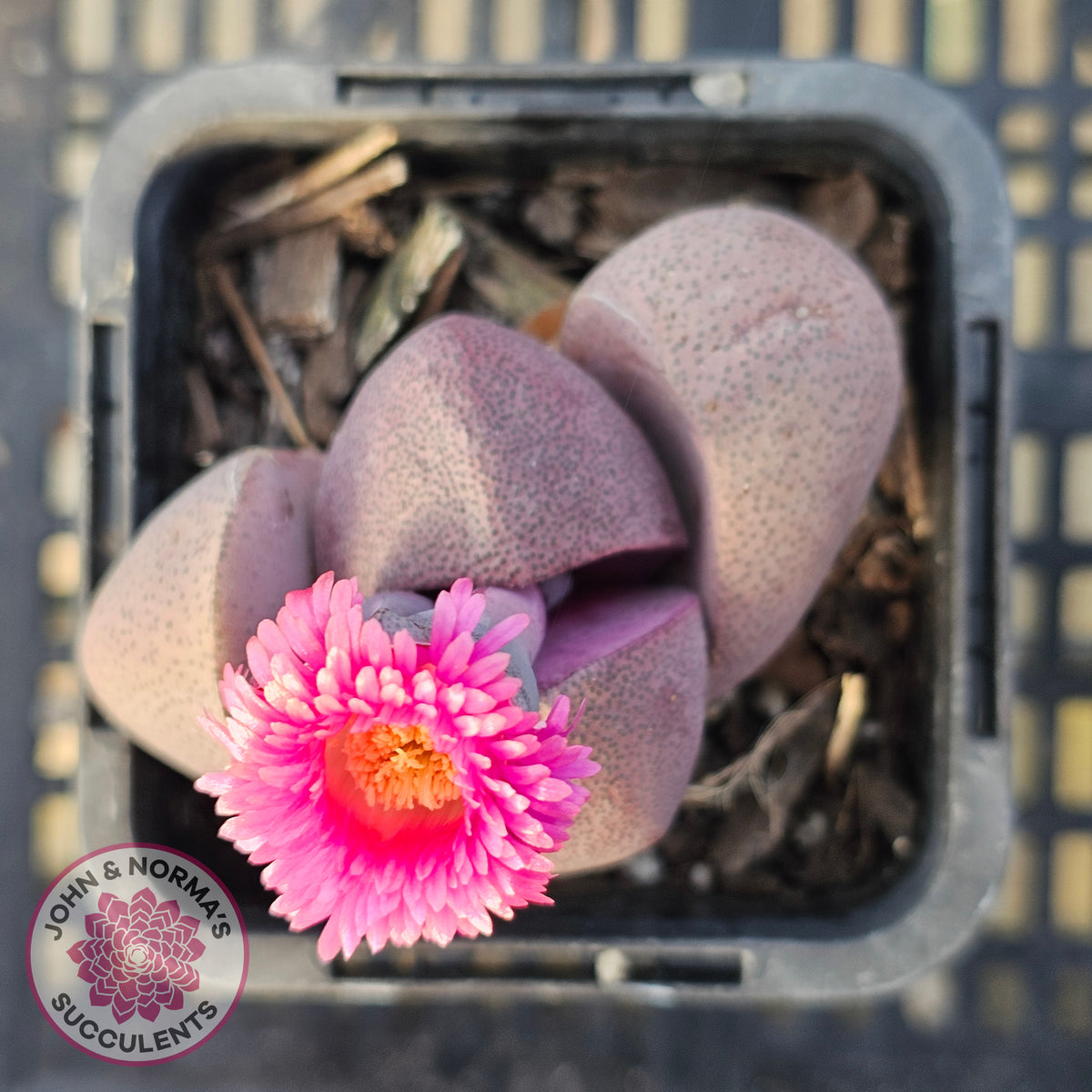 Pleiospilos nellii 'Royal Flush'