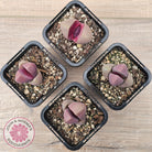 Pleiospilos nellii 'Royal Flush'