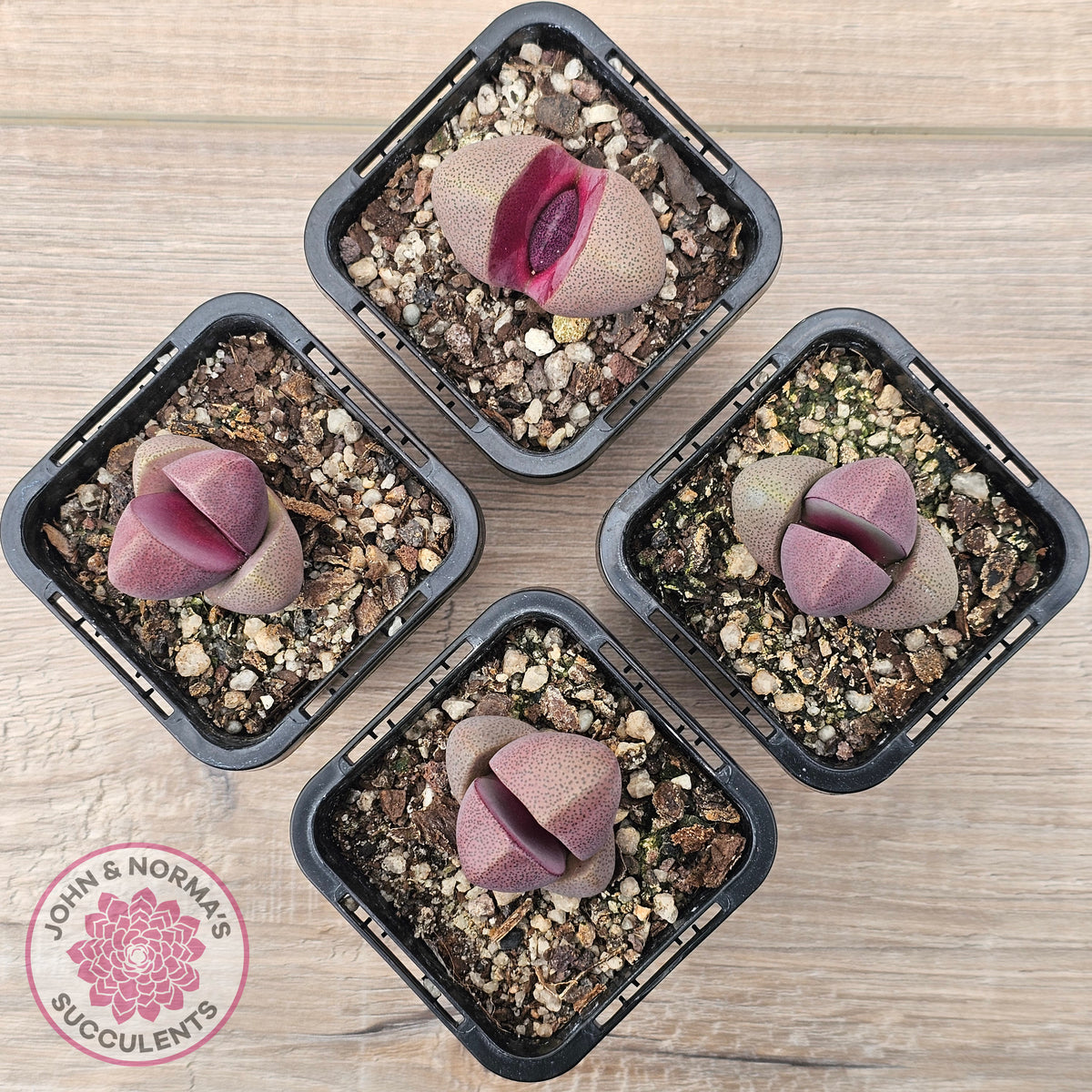 Pleiospilos nellii 'Royal Flush'