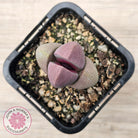 Pleiospilos nellii 'Royal Flush'
