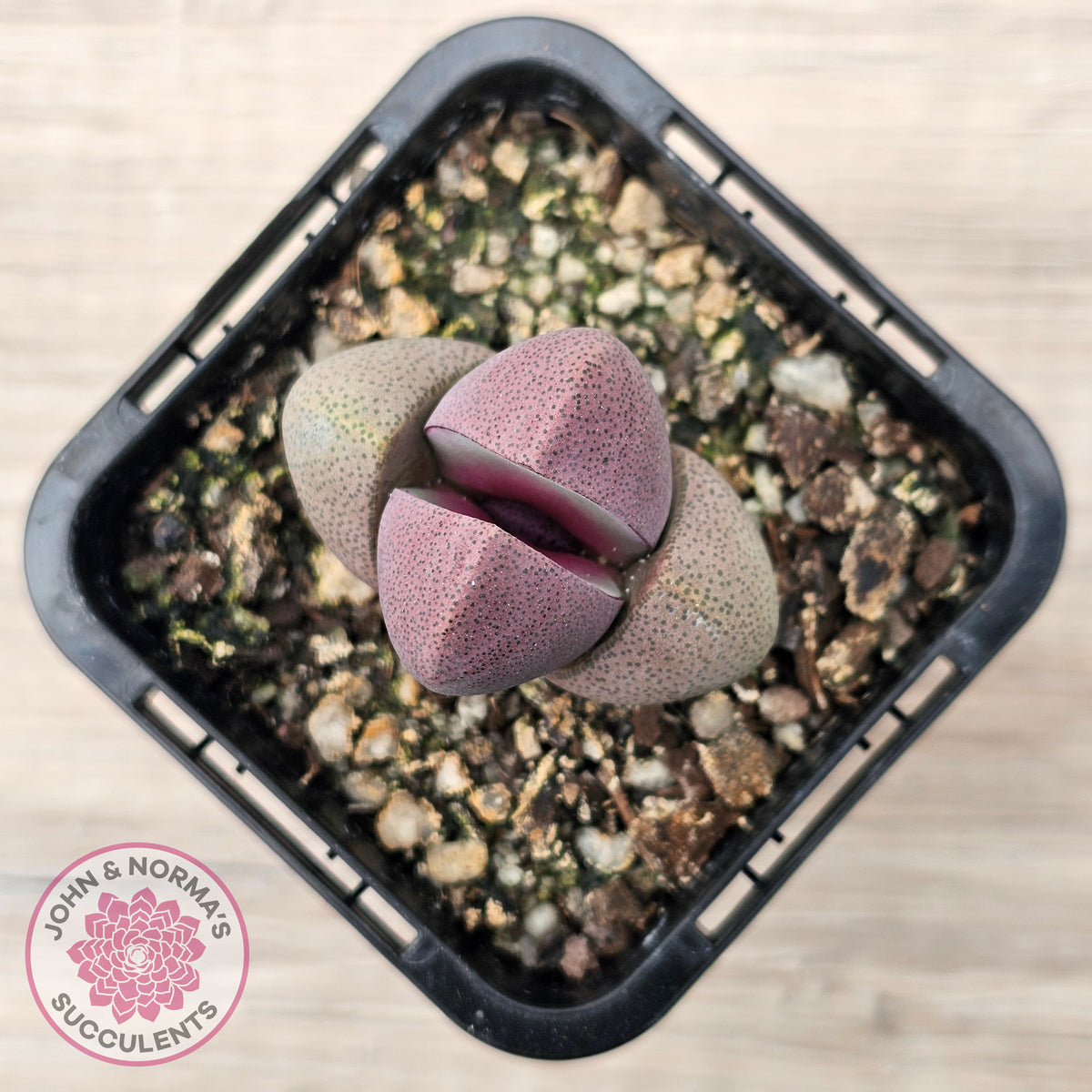 Pleiospilos nellii 'Royal Flush'