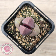 Load image into Gallery viewer, Pleiospilos nellii &#39;Royal Flush&#39;
